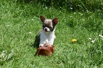 Étalon Chihuahua - Temperance de l'elixir d'amour
