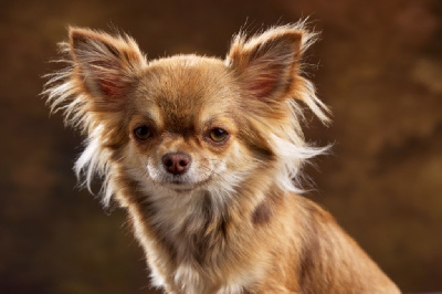 Étalon Chihuahua - Tiana des Gardiens Du Tempéras