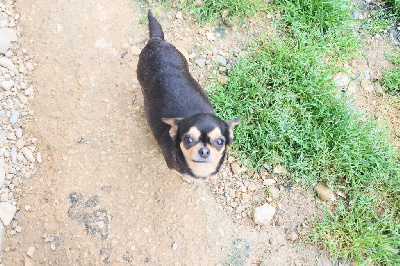 Étalon Chihuahua - O'sborg Of Love Rebelle
