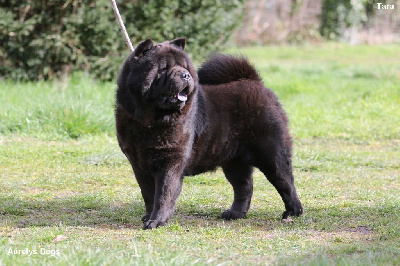 Étalon Chow Chow - Tara Aurely's Dogs