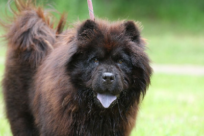 Étalon Chow Chow - Tess Aurely's Dogs