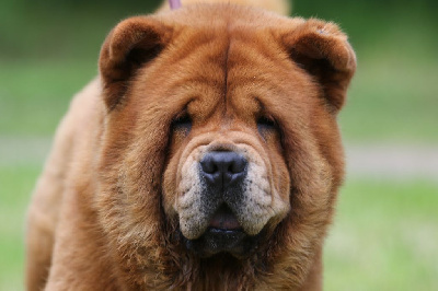 Étalon Chow Chow - Sansa Aurely's Dogs