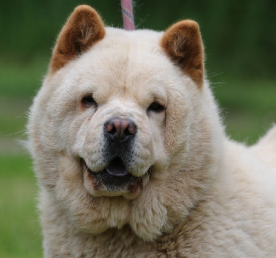 Étalon Chow Chow - Tania Aurely's Dogs