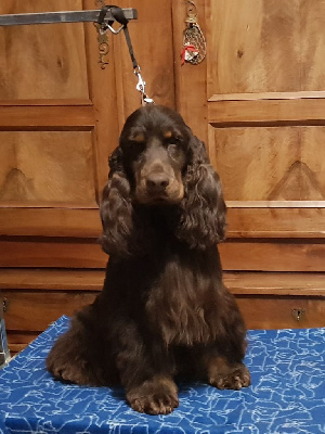 Étalon Cocker Spaniel Anglais - Toba Du Royaume Des Quatre Pattes