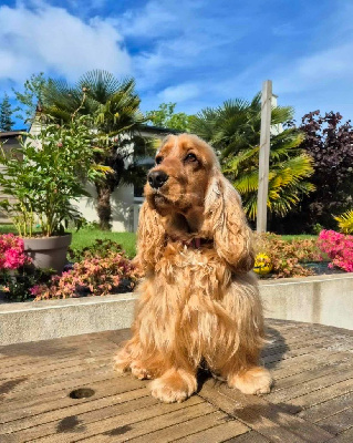 Étalon Cocker Spaniel Anglais - Tahia Du Domaine De Villa Fontis