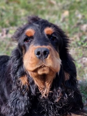 Étalon Cocker Spaniel Anglais - She is luna (Sans Affixe)