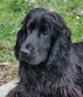 Étalon Cocker Spaniel Anglais - Sultan (Sans Affixe)