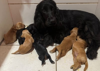 Étalon Cocker Spaniel Anglais - Symbiose dite sally de la douce folie