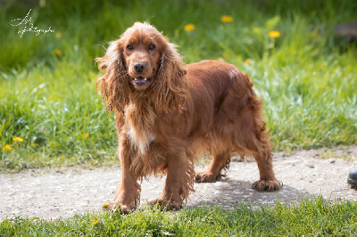 Étalon Cocker Spaniel Anglais - Taïga d'Oup-Ouaout