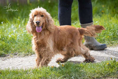 Étalon Cocker Spaniel Anglais - Piccolo De La Rose Anglaise