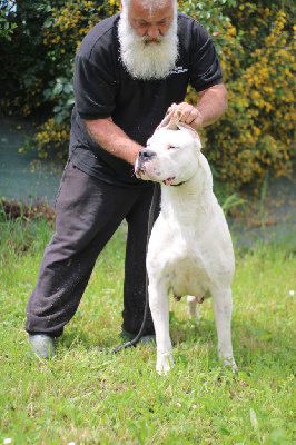 Étalon Dogo Argentino - Trinita del Sueno Latino