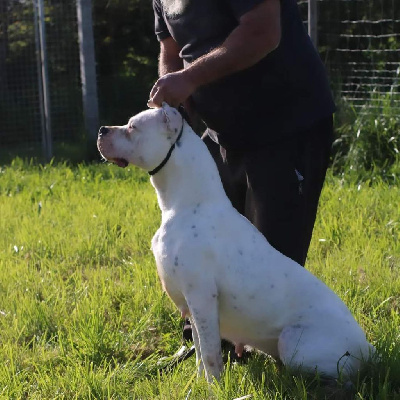 Étalon Dogo Argentino - Santolina del Sueno Latino