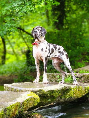 Étalon Dogue allemand - Jch. vchfr. thémistokhle de l'oustaina