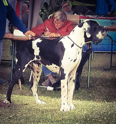 Étalon Dogue allemand - Samedi Des Terres De Limermont