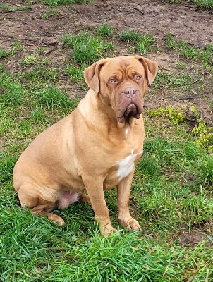 Étalon Dogue de Bordeaux - Princesse (Sans Affixe)