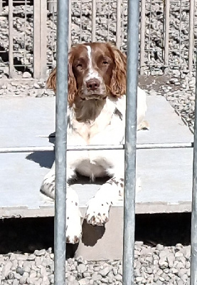 Étalon English Springer Spaniel - Sunset D'hell Utess