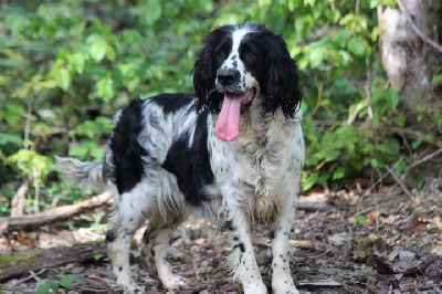 Étalon English Springer Spaniel - Stessy des Diamants Verts