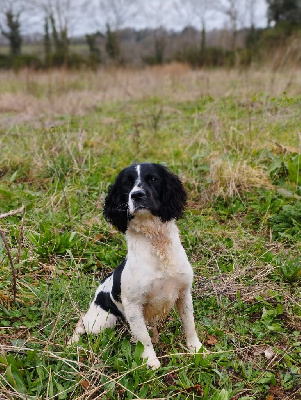 Étalon English Springer Spaniel - U-tess Du puits lachaud