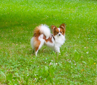 Étalon Epagneul nain Continental (Papillon) - Upsilone-nerferty au Royaume D'ultra