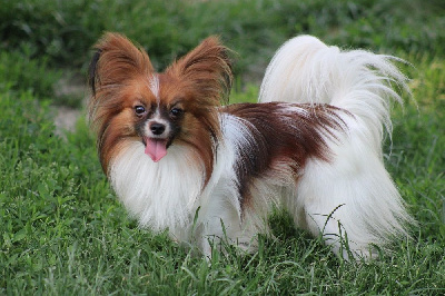 Étalon Epagneul nain Continental (Papillon) - Snoopy de la vallée de la Py