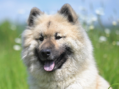 Étalon Eurasier - R'meline blue De La Vallée Du Petit Pré