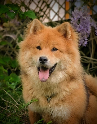 Étalon Eurasier - Umay Du Monde De Gaomi