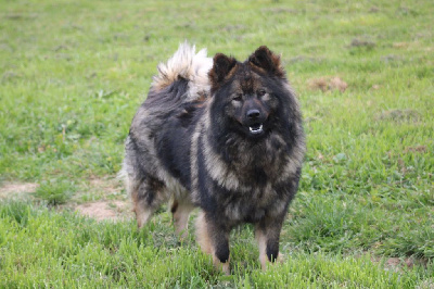 Étalon Eurasier - Tyché De La Demeure D'Argos