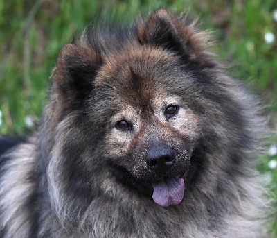 Étalon Eurasier - Plinn blue De La Vallée Du Petit Pré