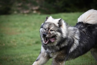 Étalon Eurasier - Tayson (Sans Affixe)