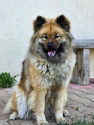 Étalon Eurasier - Scandal Du Coeur De La Claudière