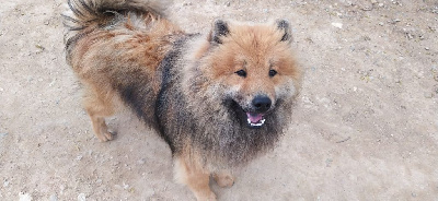 Étalon Eurasier - Tonka des Felicuncan