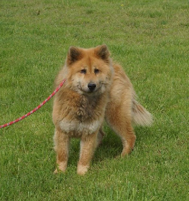 Étalon Eurasier - Riley De La Source Des Rochettes