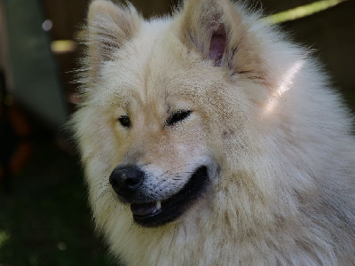 Étalon Eurasier - Triskell Des Légendes De La Louve Arc-en-ciel