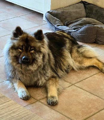 Étalon Eurasier - Rebell Du Coeur De La Claudière