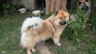 Étalon Eurasier - Smoothie De L'Etoile Du Verger