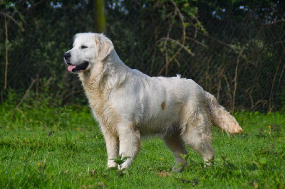 Étalon Golden Retriever - Roxane du mont de la chenaie