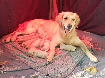 Étalon Golden Retriever - Ripley De La Vallée De Chère's Wood