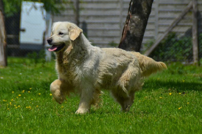 Étalon Golden Retriever - Rosanna du mont de la chenaie