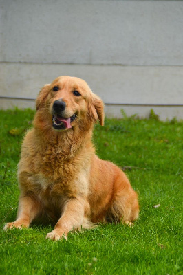 Étalon Golden Retriever - Rave party du mont de la chenaie