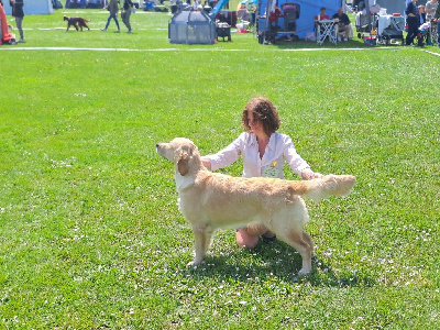 Étalon Golden Retriever - Utah beach Du Clan Galadorbe