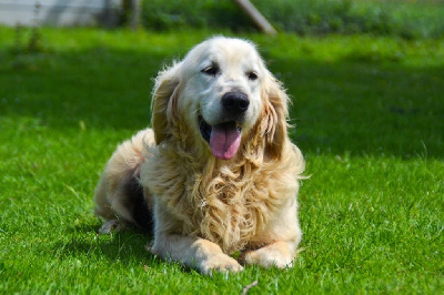 Étalon Golden Retriever - Phoebus du mont de la chenaie