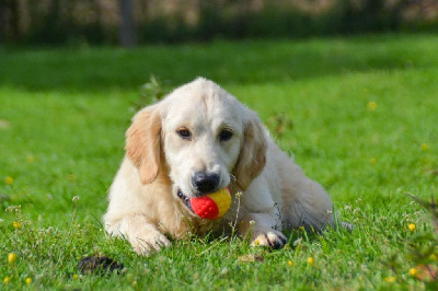 Étalon Golden Retriever - Talia du mont de la chenaie