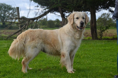 Étalon Golden Retriever - Red bull du mont de la chenaie