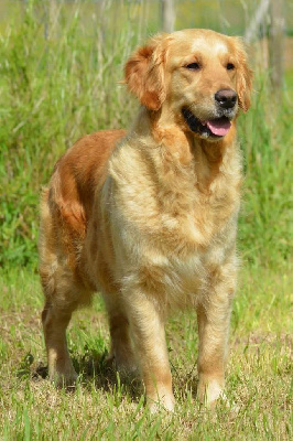 Étalon Golden Retriever - Sakira of three love angel