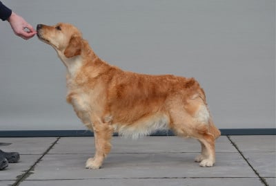 Étalon Golden Retriever - Stanberline Remember me