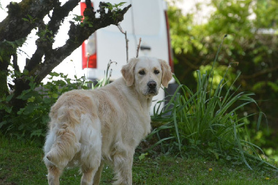 Étalon Golden Retriever - Sanka canin des mirabelles
