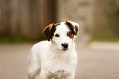 Étalon Jack Russell Terrier - Una little puche De L'arche De Chambord