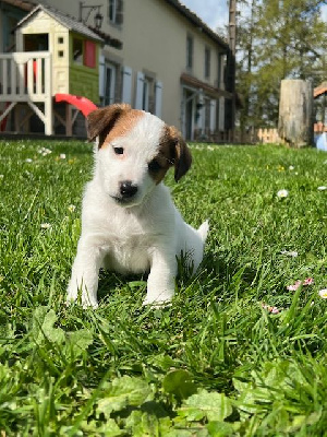 Étalon Jack Russell Terrier - Veni vidi vici De L'arche De Chambord