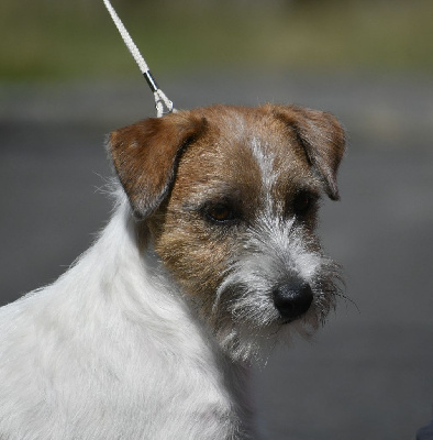 Étalon Jack Russell Terrier - Totem Des Gerveilles