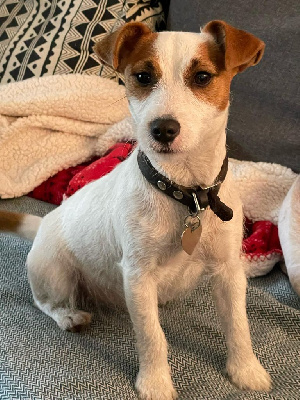 Étalon Jack Russell Terrier - Sensa Lacus Meduli